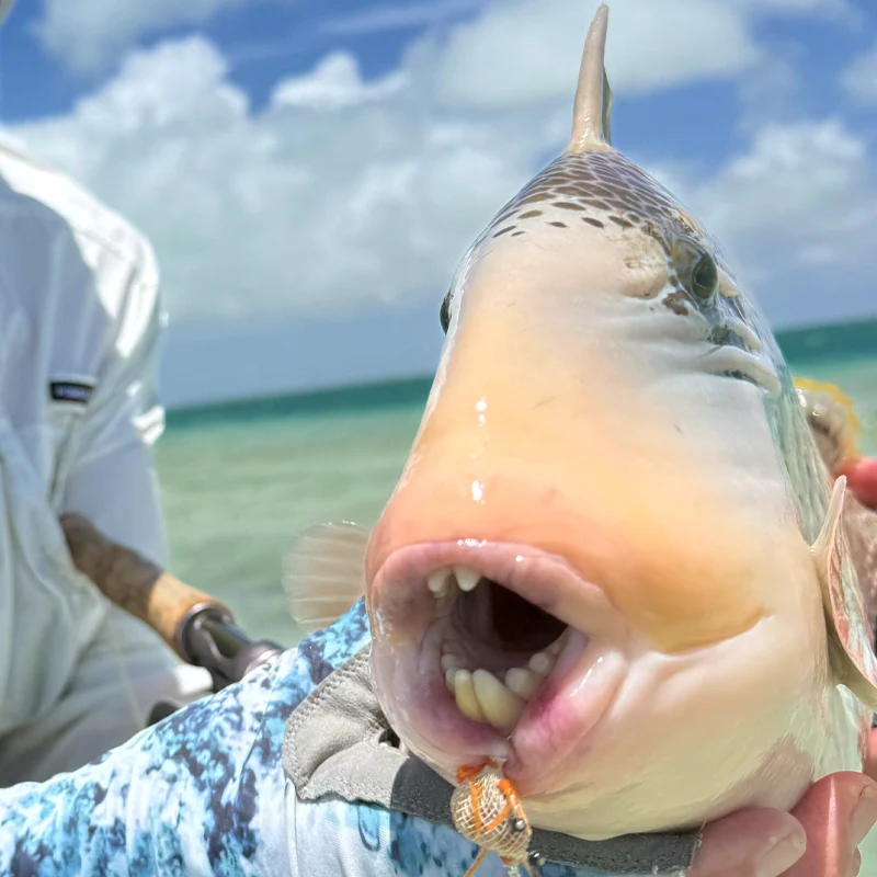Mike showing a Triggerfish's teeth during a Fishing with Larry hosted week at The Villages on Christmas Island.
